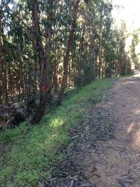 Dirt road passing through forest