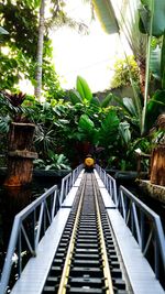 Footbridge over trees