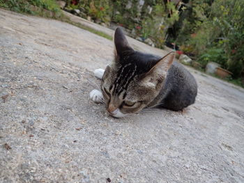 Cat resting on footpath