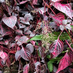 Close-up of plants