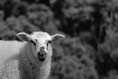 Close-up portrait of sheep