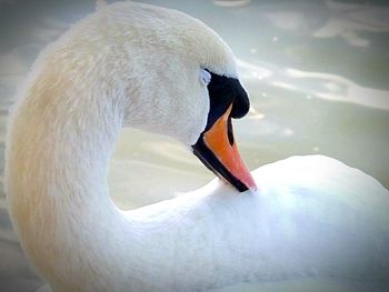 Close-up of swan in water