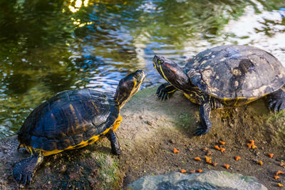 View of a turtle in water