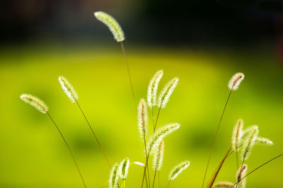 Close-up of flowering plant against blurred background