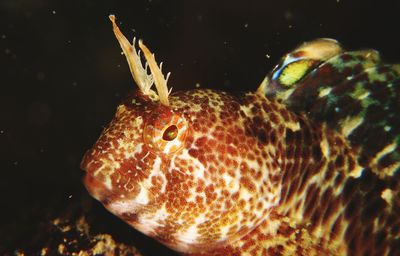 Close-up of fish swimming in sea