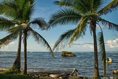 Palm trees by sea against sky