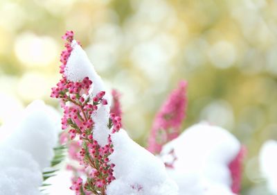 Close-up of pink flowers