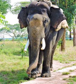 Elephant standing on field
