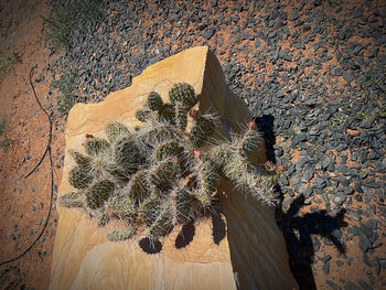 High angle view of succulent plant on rock