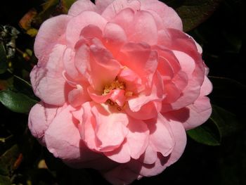 Close-up of pink rose blooming outdoors