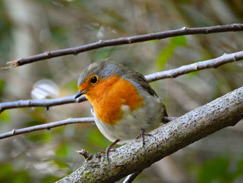 Close-up of bird perching on branch