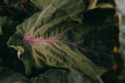 Cabbage leaves