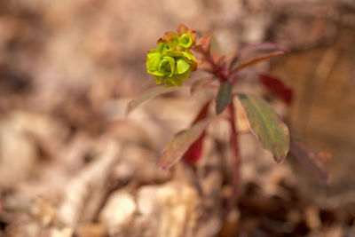 Close-up of flowering plant