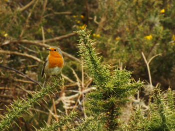 Close-up of bird perching on plant