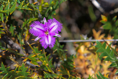 Close-up of purple flowering plant