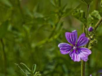 Close-up of purple flowering plant leaves