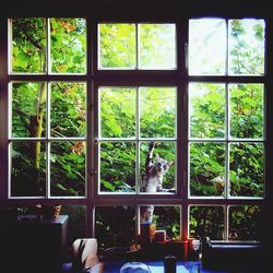 Plants growing through window