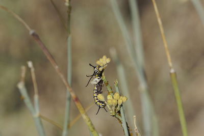 Close-up of insect on plant