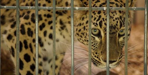 Close-up portrait of a cat in cage