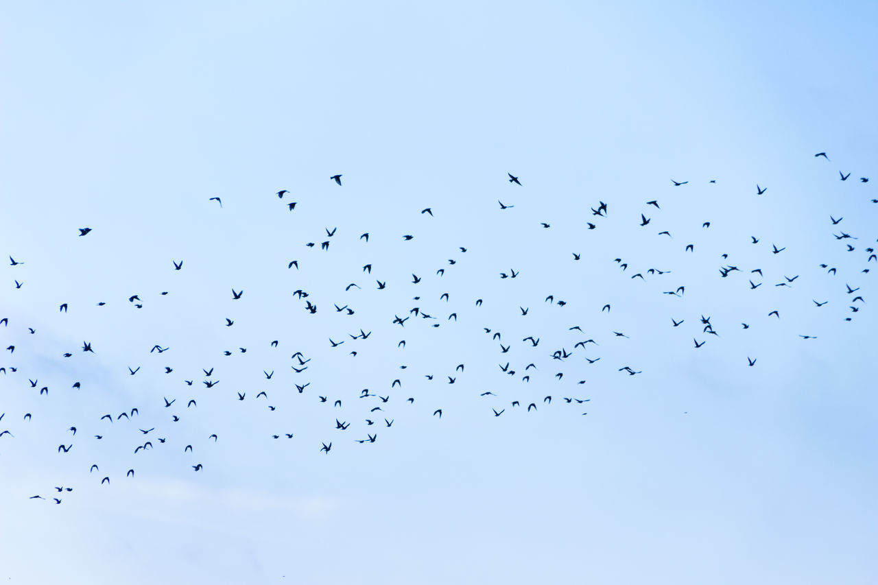 FLOCK OF BIRDS FLYING IN THE SKY