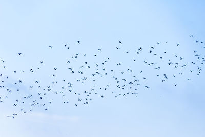 Low angle view of birds flying in sky