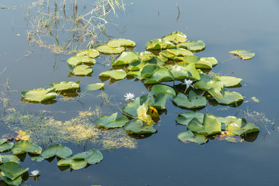 Water lily in lake