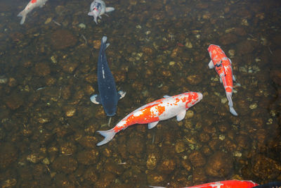 High angle view of koi fish in sea