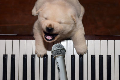 High angle view of puppy on piano key