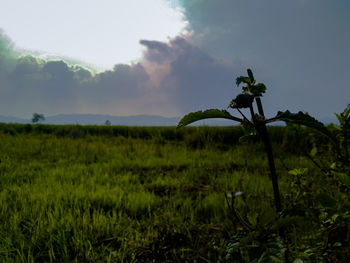 Scenic view of field against sky