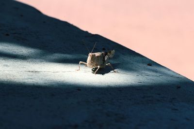 Close-up of insect on wall