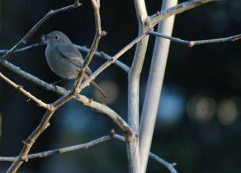 Close-up of bird perching on branch