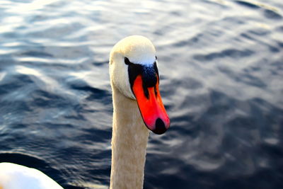 Close-up of swan swimming in lake