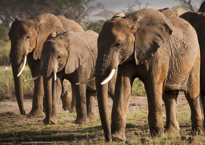 Elephants in a field