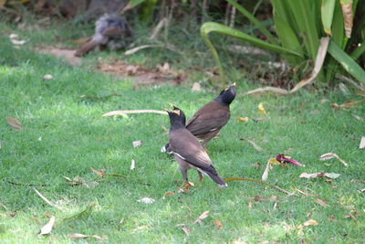 Bird perching on field