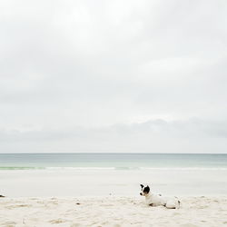 Dog resting on sand at beach against sky