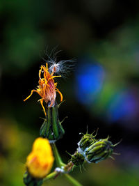 Close-up of wilted flower