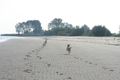 Dog walking on beach against clear sky