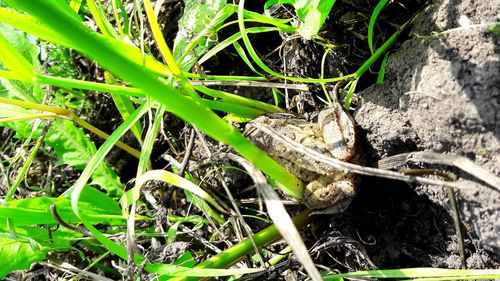 High angle view of lizard on field