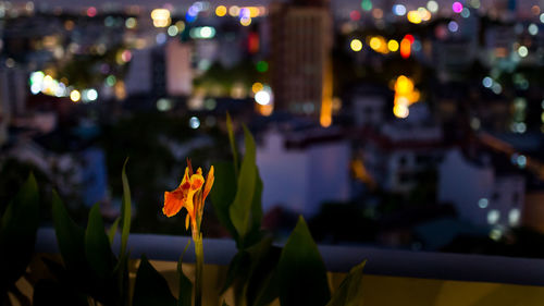 Flower blooming against illuminated city at night