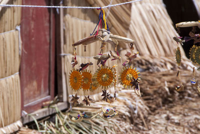 Close-up of flowering plants hanging at market stall