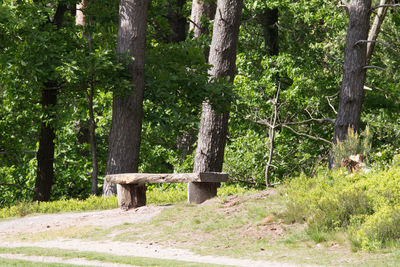 Trees in park