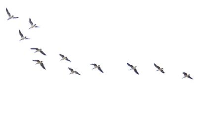 Low angle view of birds flying