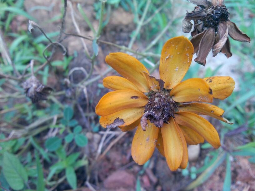 flower, petal, freshness, fragility, flower head, yellow, close-up, focus on foreground, growth, beauty in nature, plant, pollen, blooming, nature, insect, single flower, in bloom, day, outdoors, no people