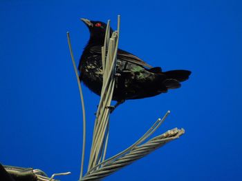 Low angle view of bird perching on blue sky