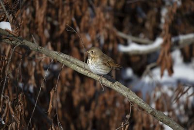 Close-up of bird perching on branch