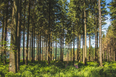 Pine trees in forest