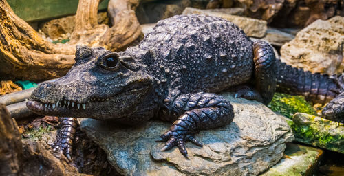 Close-up of crocodile