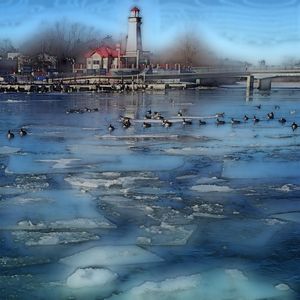 View of birds in water