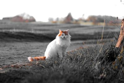 Cat sitting on a field