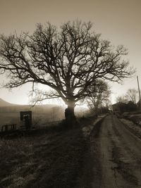 Bare tree on field against sky